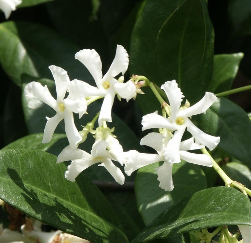 Trachelospermum jasminoides 2.5lt