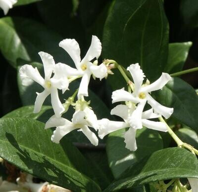 Trachelospermum jasminoides 2.5lt