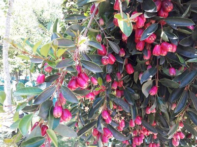 Syzigium paniculatum 10lt