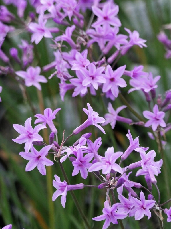 Tulbachia violacea 1lt