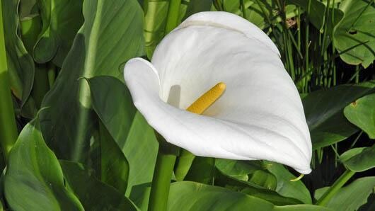 Arum Lilly Zantedeschia aethiopica (White) 2.5lt