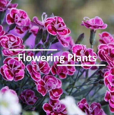 Flowering Plants