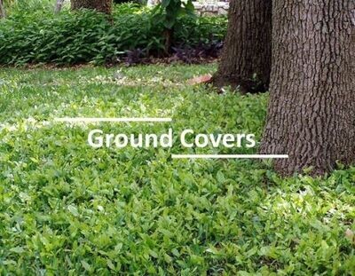Ground Covers