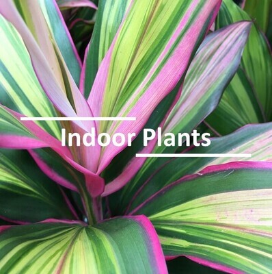 Indoor Plants