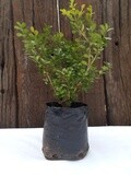 Buxus sempervirens