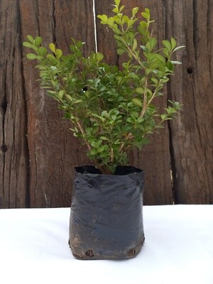Buxus sempervirens