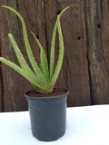 Aloe Vera 15cm