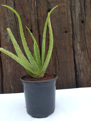 Aloe Vera 15cm
