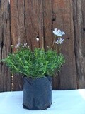 Felicia amaloides Blue 2.5lt
