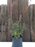 Gaura Pink 2.5lt