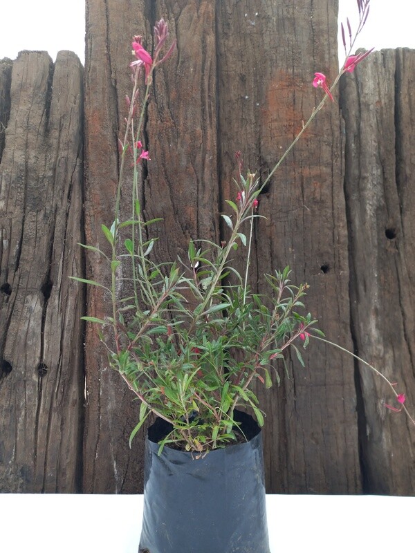 Gaura Pink 2.5lt