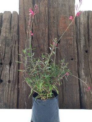 Gaura Pink 2.5lt