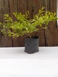 Duranta Gold