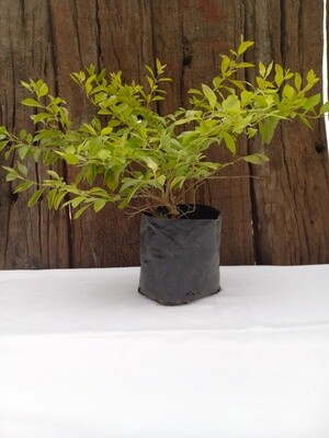 Duranta Gold