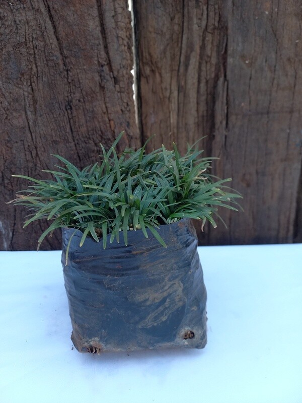 Dwarf Mondo Ophiopogon kyoto 1lt