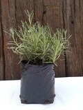 Lavender Margaret Roberts 2.5lt