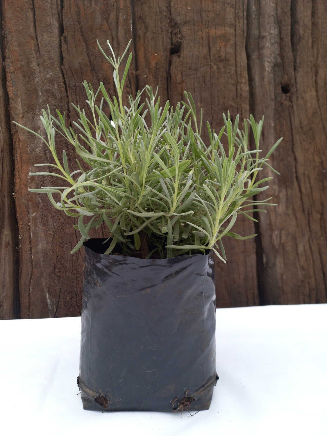Lavender Margaret Roberts 2.5lt