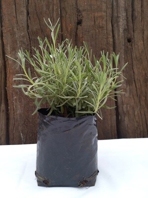 Lavender Margaret Roberts 2.5lt