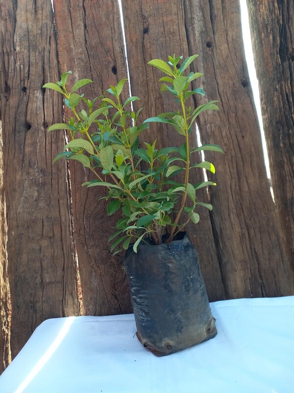 Viburnum odor sinensis 2.5LT