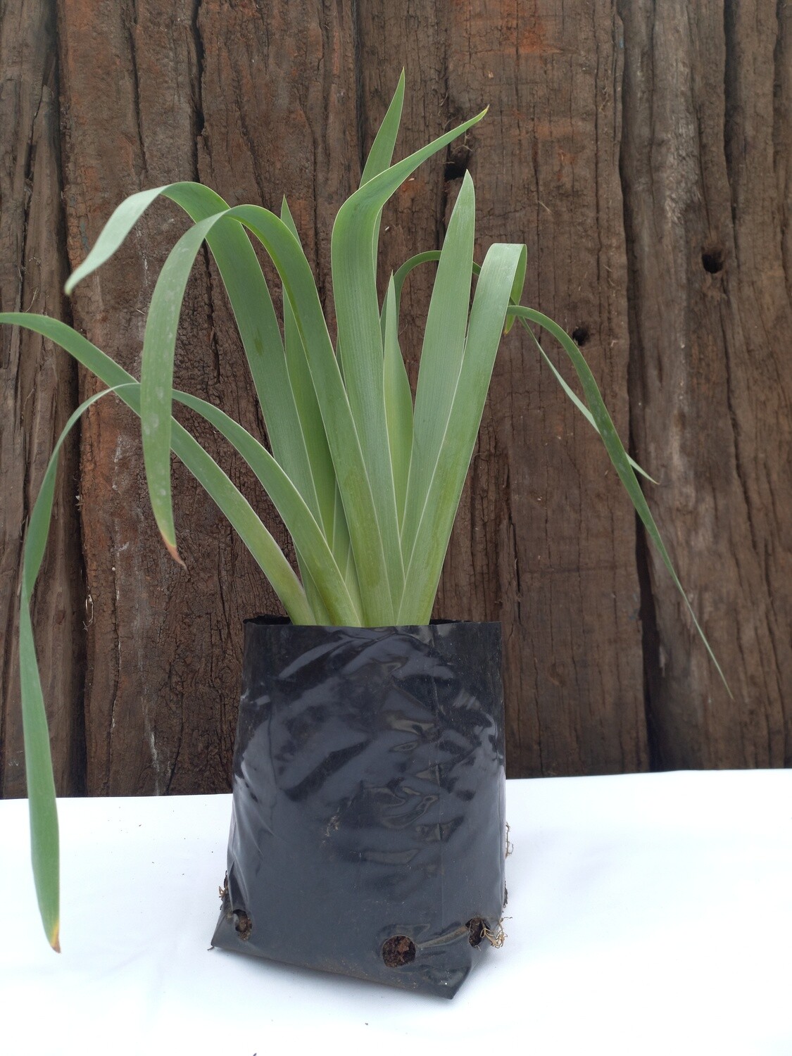 Iris Purple 2.5lt