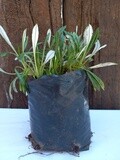 Gazania Yellow 1lt