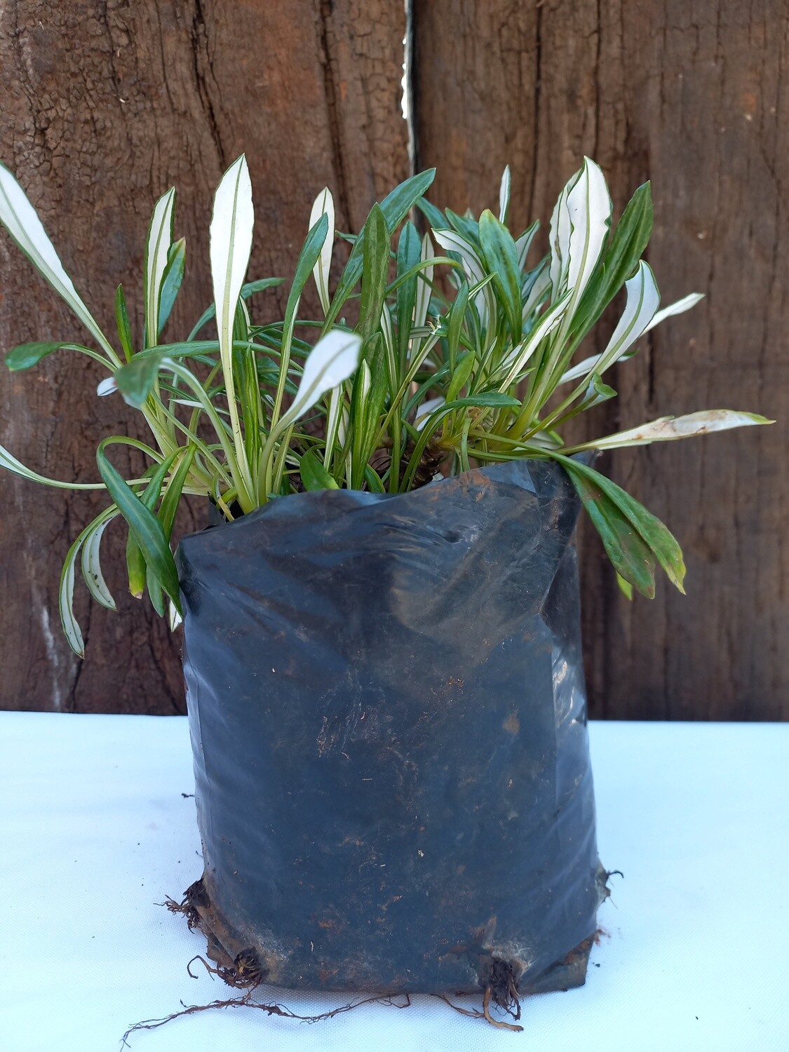 Gazania Yellow 1lt