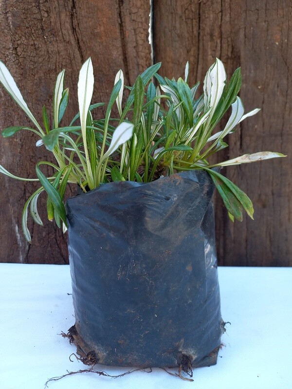 Gazania Yellow 1lt