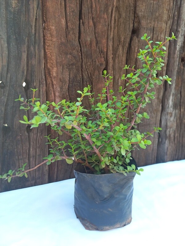 "Spek Boom" / Oxygen Plant"  Portulacaria afra 1 Liter