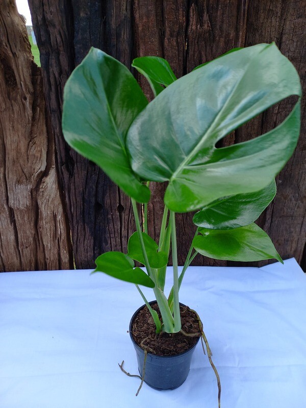 Delicious Monster 14cm