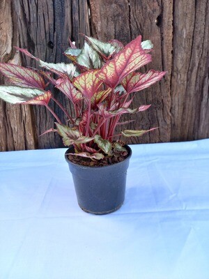 Begonia rex 14cm