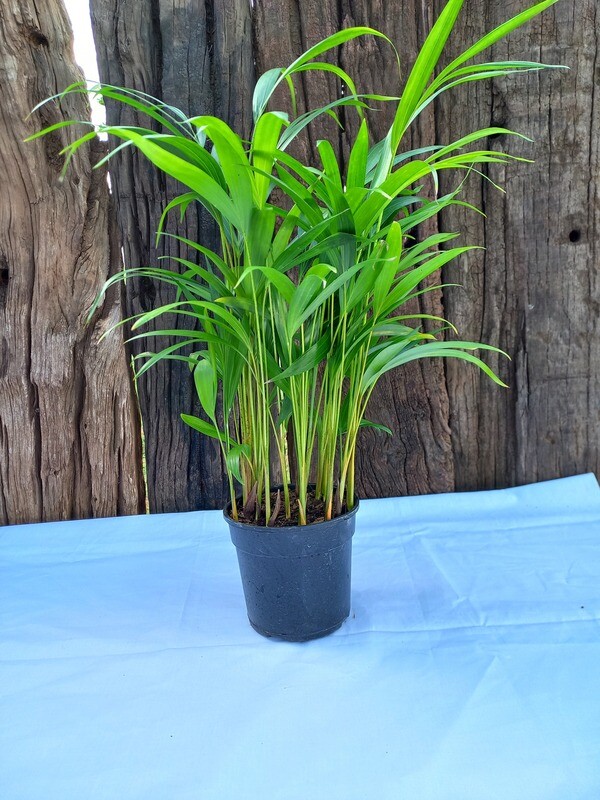 Bamboo Palm 14cm