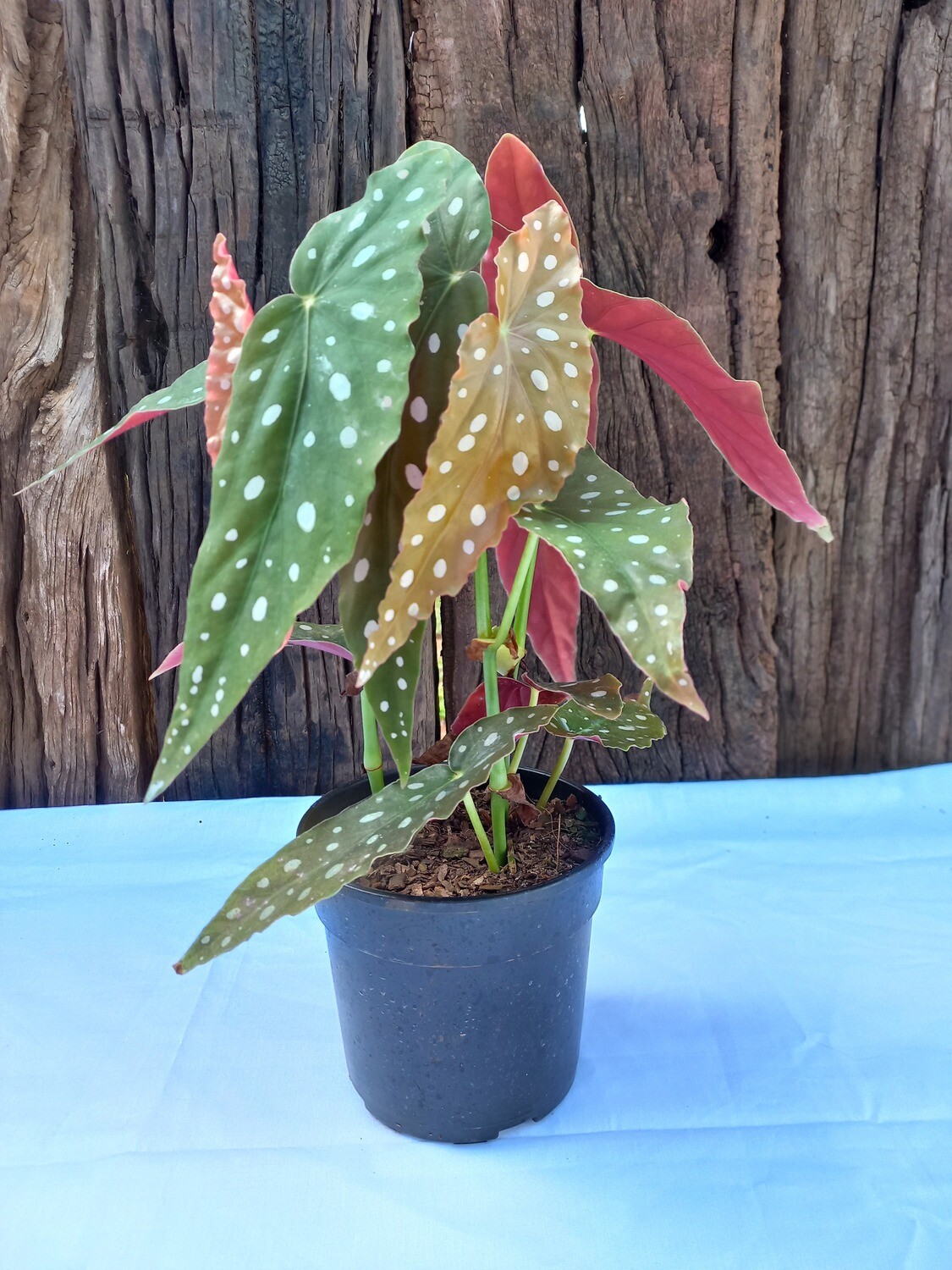 Begonia maculata - Polka dot Begonia 14cm