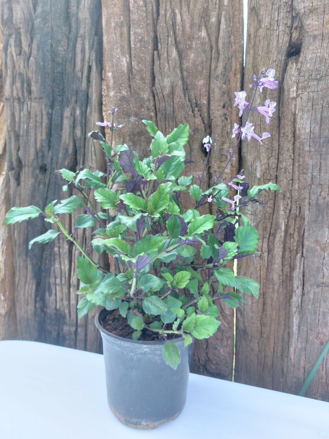 Plectranthus Mona Lavender 15cm