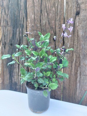 Plectranthus Mona Lavender 15cm