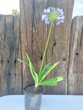 Agapanthus Medium Blue 2.5lt
