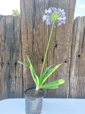 Agapanthus Medium Blue 2.5lt