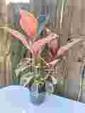 Ficus elastica ruby 18cm