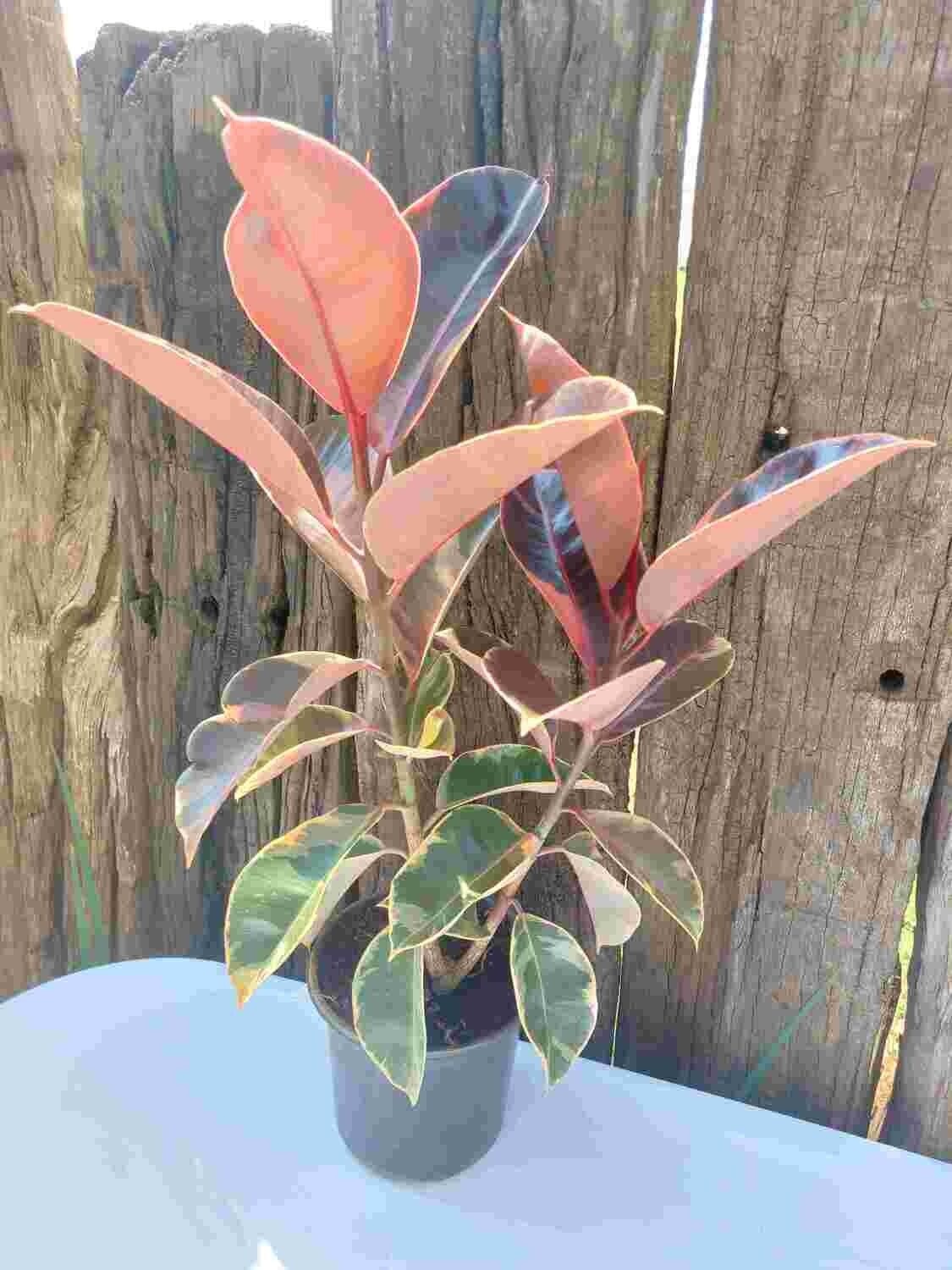 Ficus elastica ruby 18cm