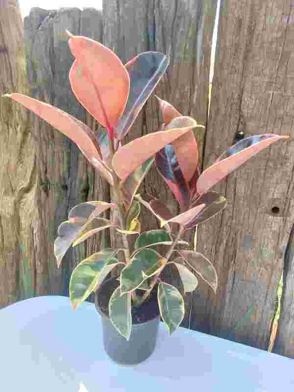 Ficus elastica ruby 18cm