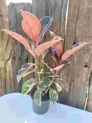Ficus elastica ruby 18cm
