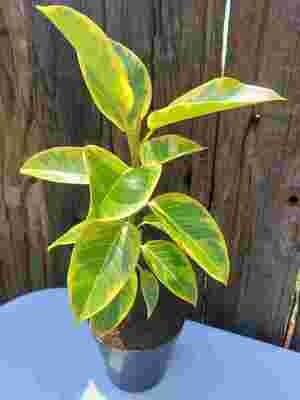 Ficus elastica yellow gem 20cm