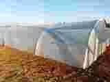 GREENHOUSE TUNNEL 4.2m (W) x 2.2m (H) x 3.0m (L)