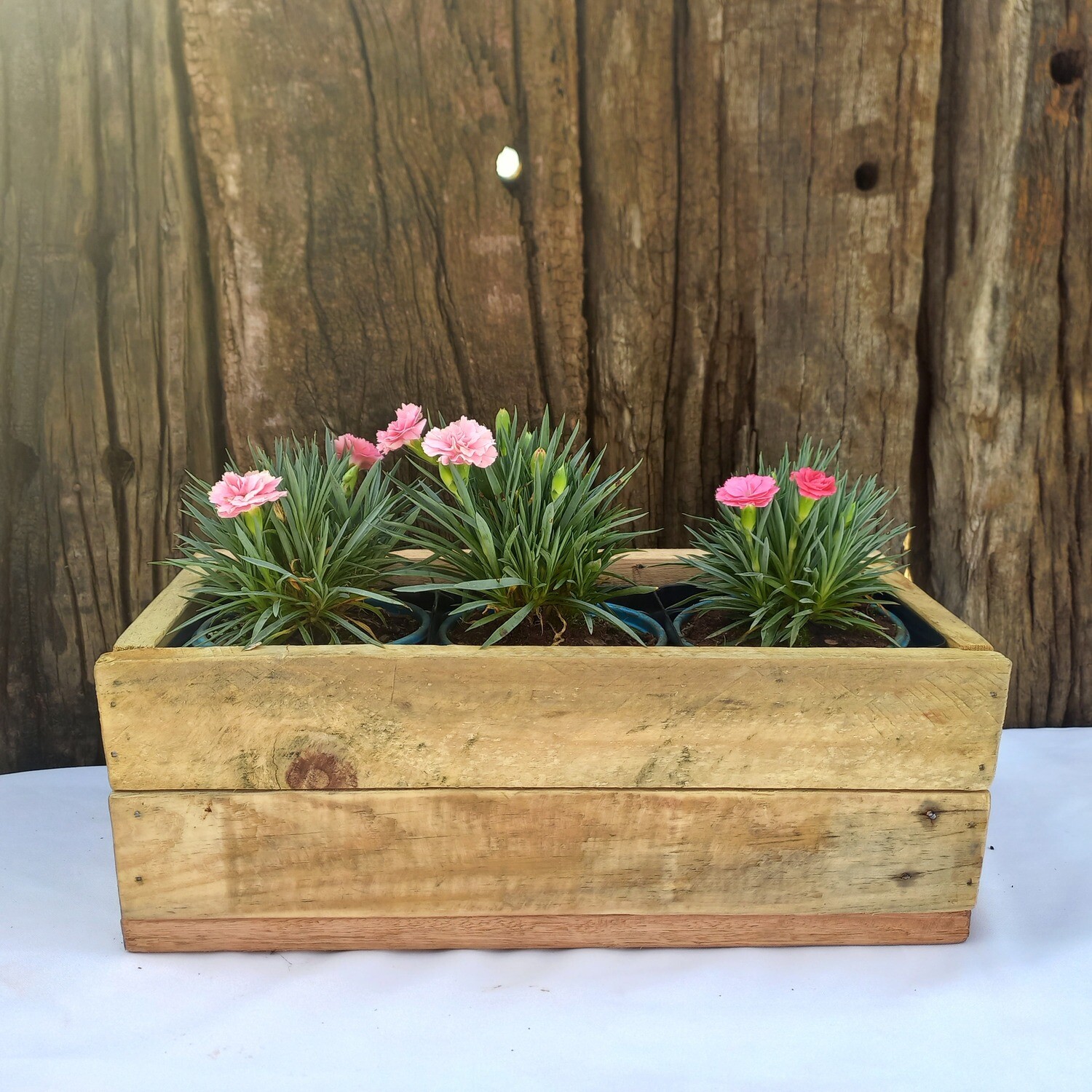 Dianthus Box – Self Plant – Store – www.StylishPlants.co.za