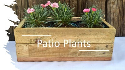 Patio Plants