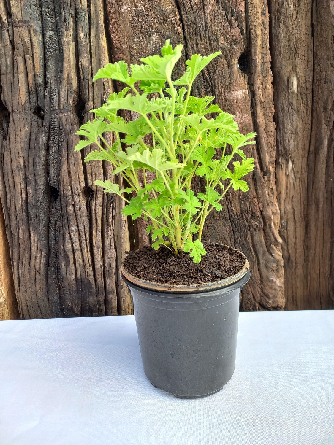 Rose Scented Geranium 15cm