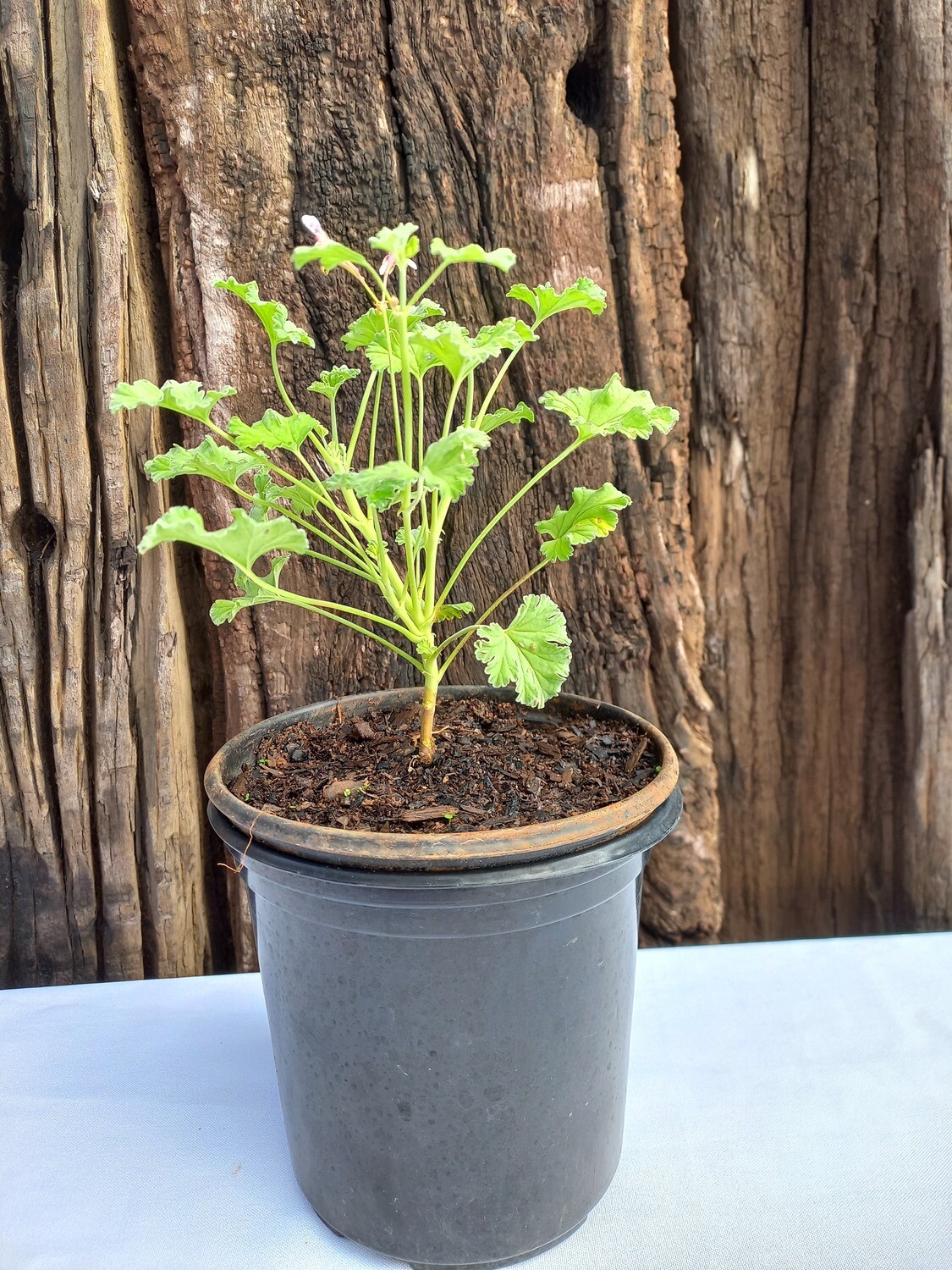 Nutmeg Scented Geranium 15cm