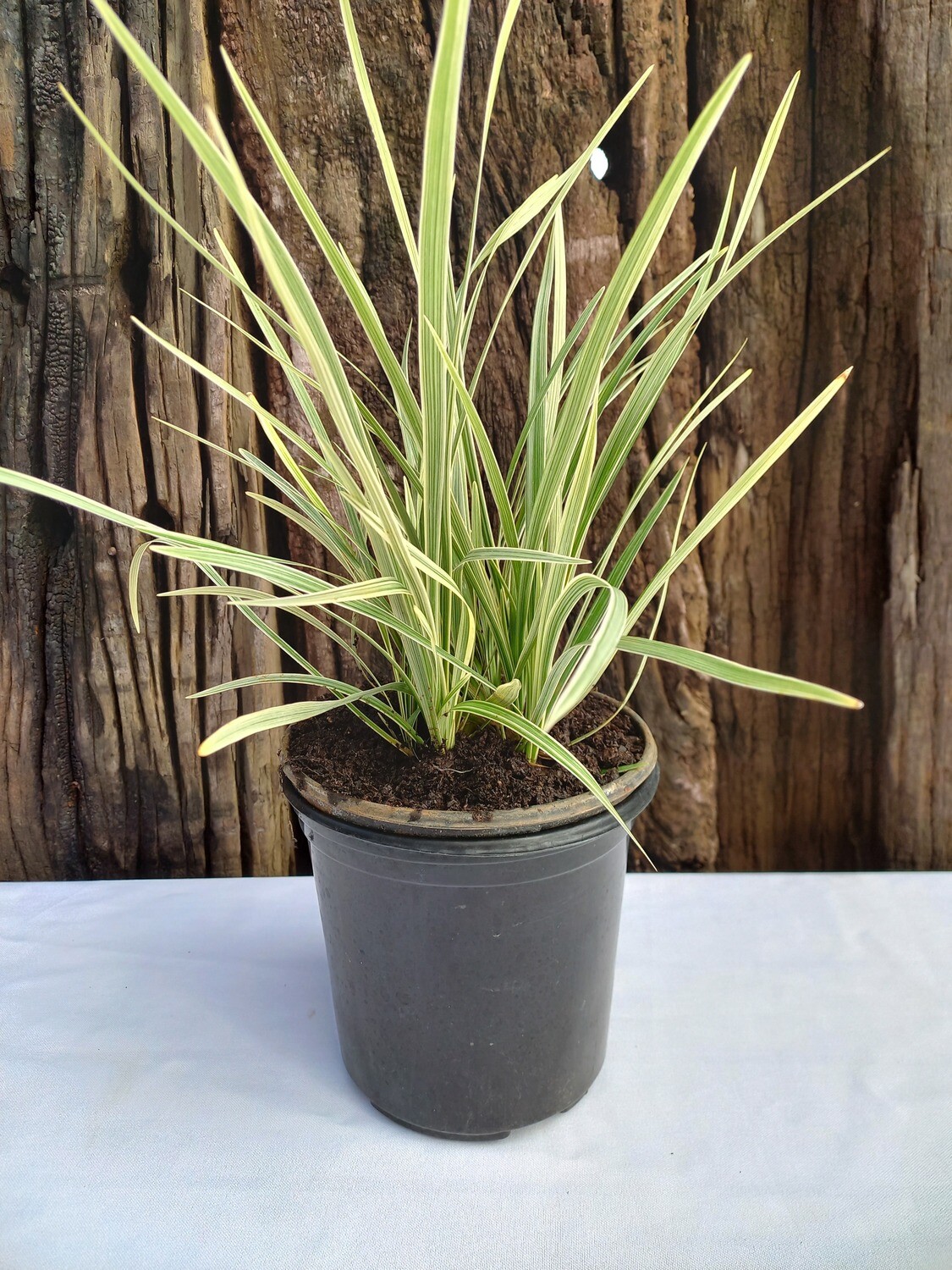 Ophiopogon Vitatus 15cm