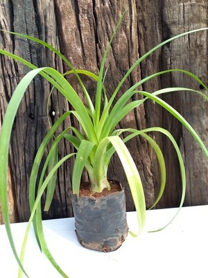 Albuca bracteata (Pregnant Onion) 2.5lt