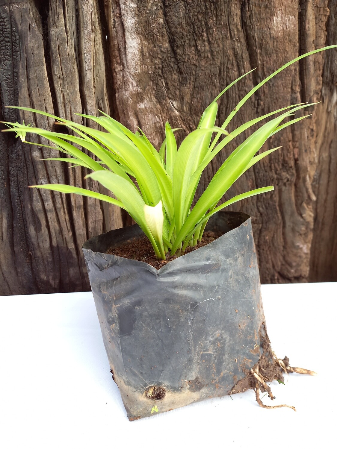 Chlorophytum Green (Hen &amp; Chickens) 2.5lt