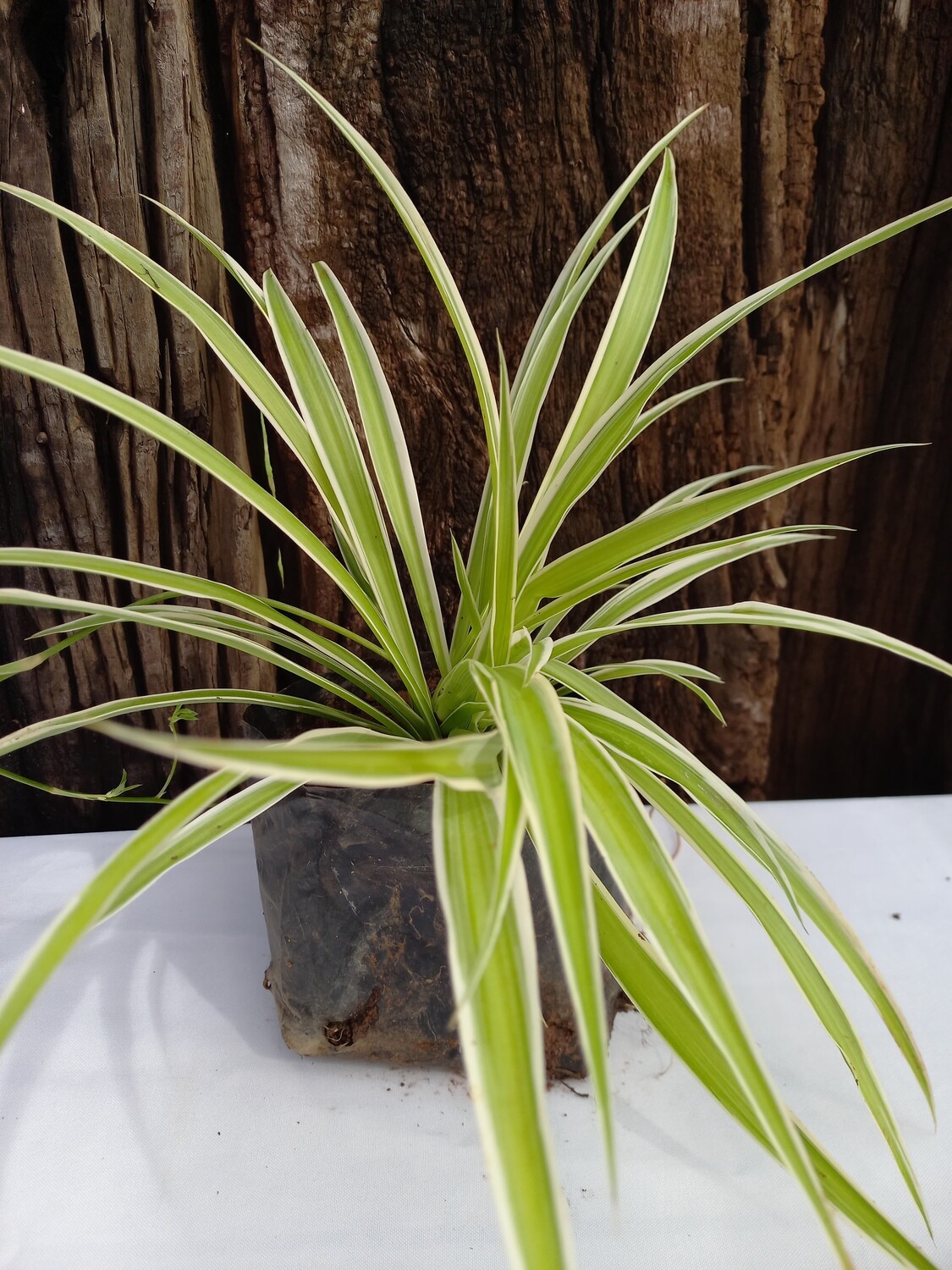 Chlorophytum comosum ( Hen &amp; Chickens) 2.5lt